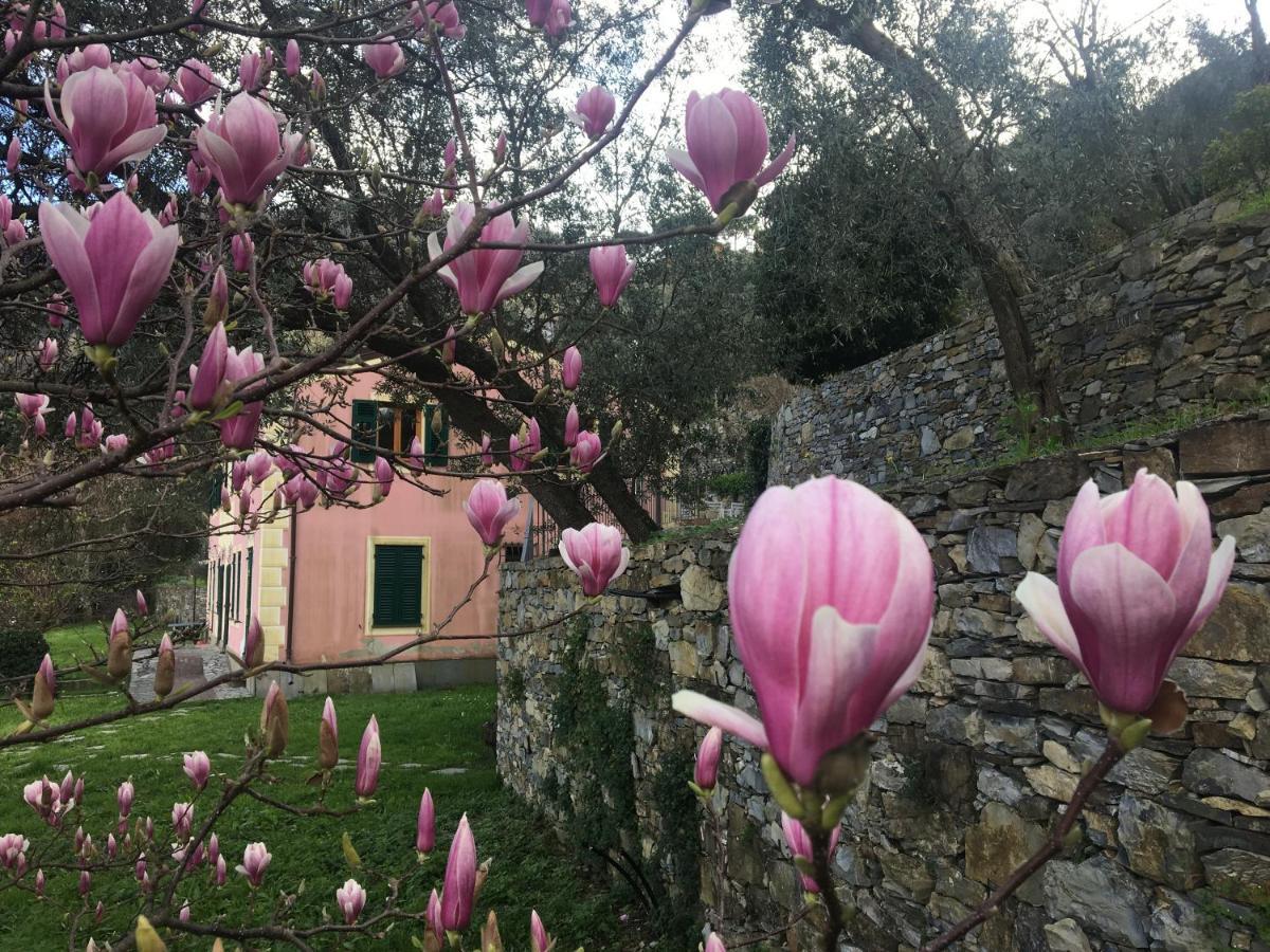 Villa Olivari - Apt La Lavanda Camogli Dış mekan fotoğraf