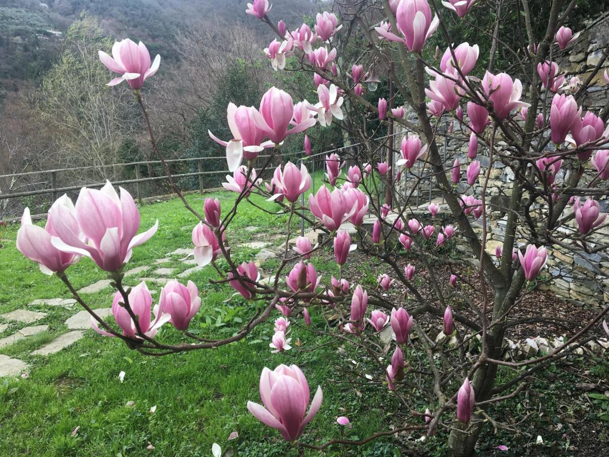 Villa Olivari - Apt La Lavanda Camogli Dış mekan fotoğraf
