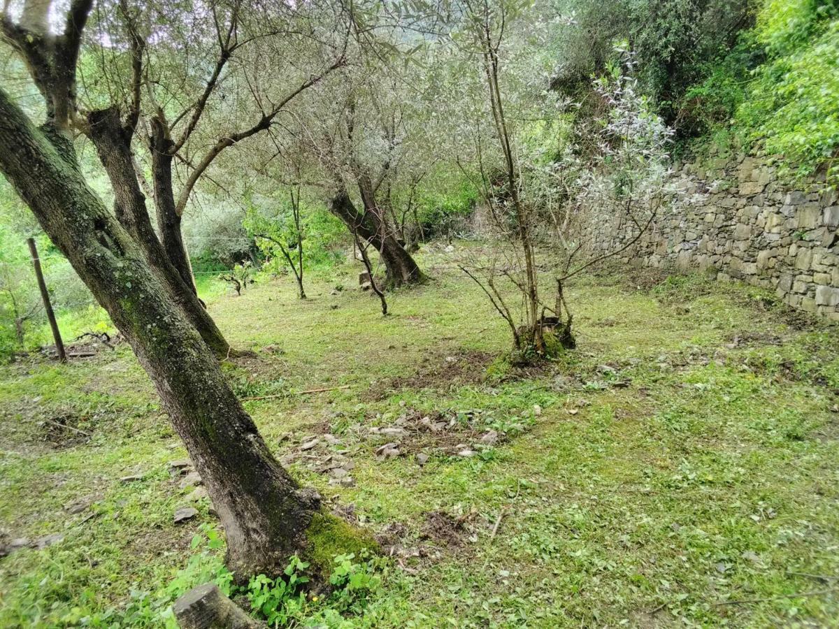 Villa Olivari - Apt La Lavanda Camogli Dış mekan fotoğraf